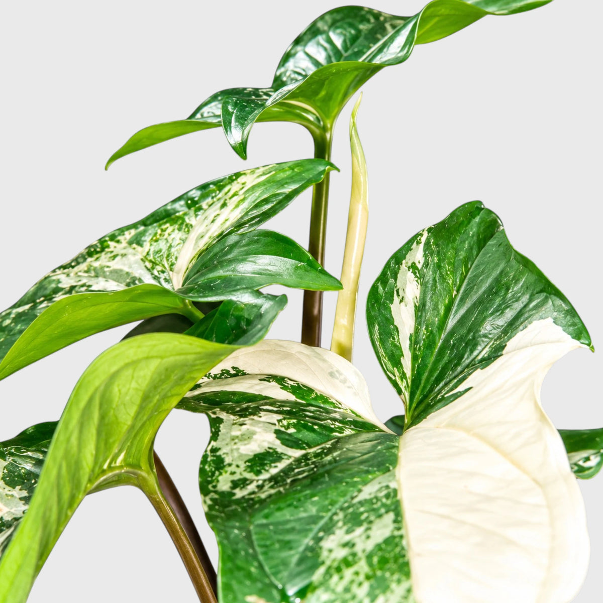 Syngonium White Variegated Plant – White & Green Arrowhead Plant
