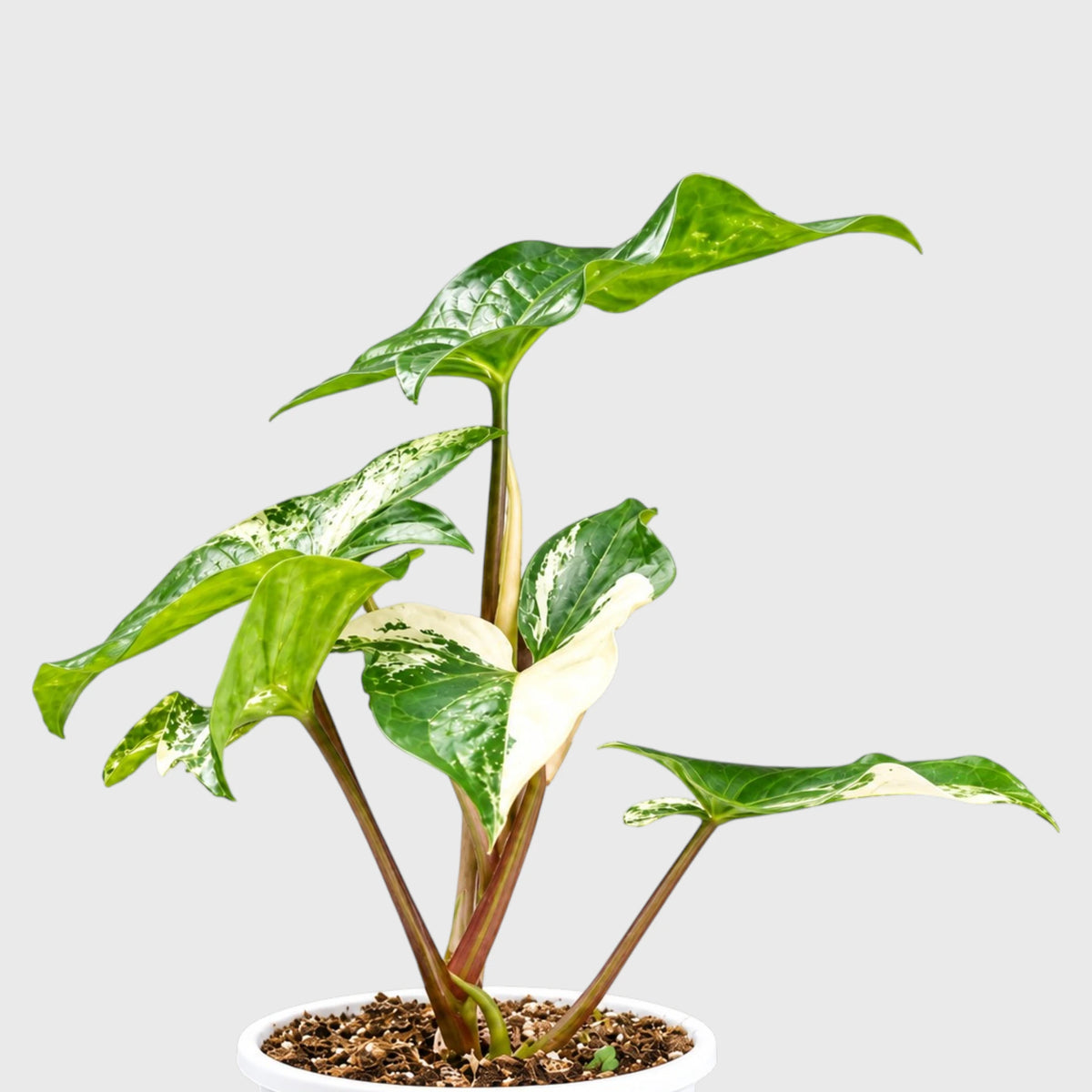 Syngonium White Variegated Plant – White & Green Arrowhead Plant