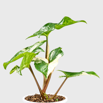 Syngonium White Variegated Plant – White & Green Arrowhead Plant