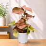 Syngonium Pink – Pink Arrowhead Plant | Easy Care Indoor Foliage Plant | Perfect for Home Decor