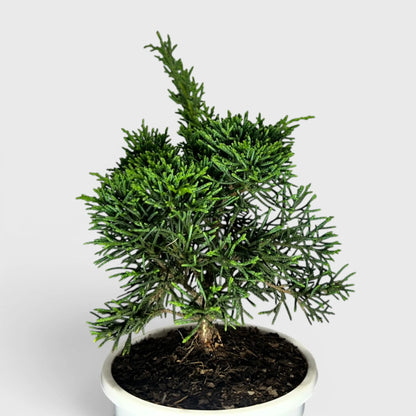 Chinese Pine Dwarf – Mini Bonsai Style Indoor Conifer Plant (13–17 CM)
