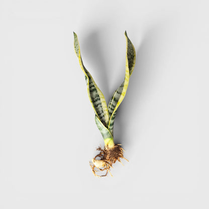 low-maintenance-sansevieria