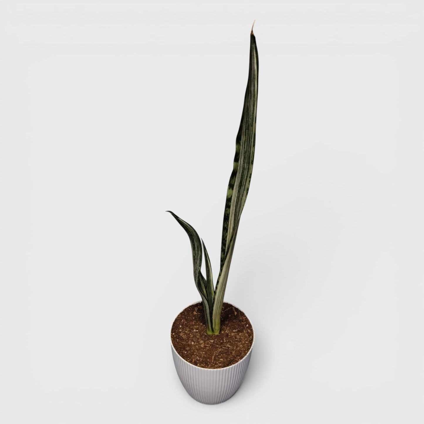 Indoor tall Sansevieria striped plant