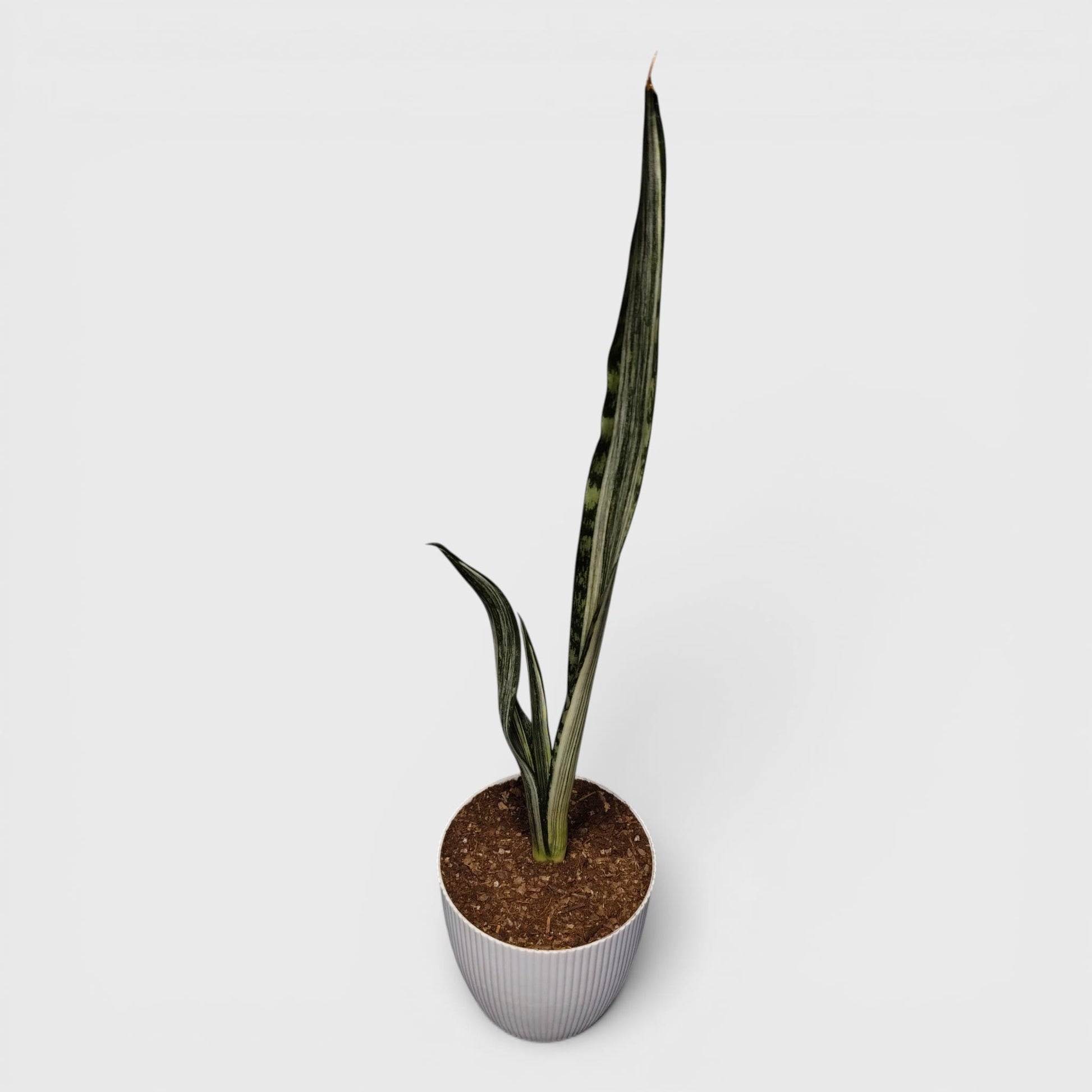 Indoor tall Sansevieria striped plant
