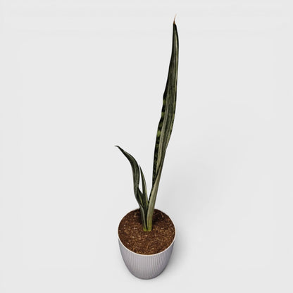 Indoor tall Sansevieria striped plant