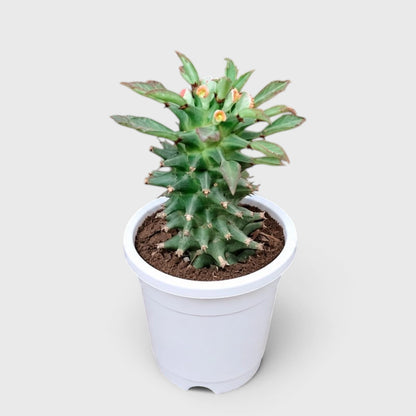 Euphorbia schubei 'Tanzania Red' – Succulent Collector Plant