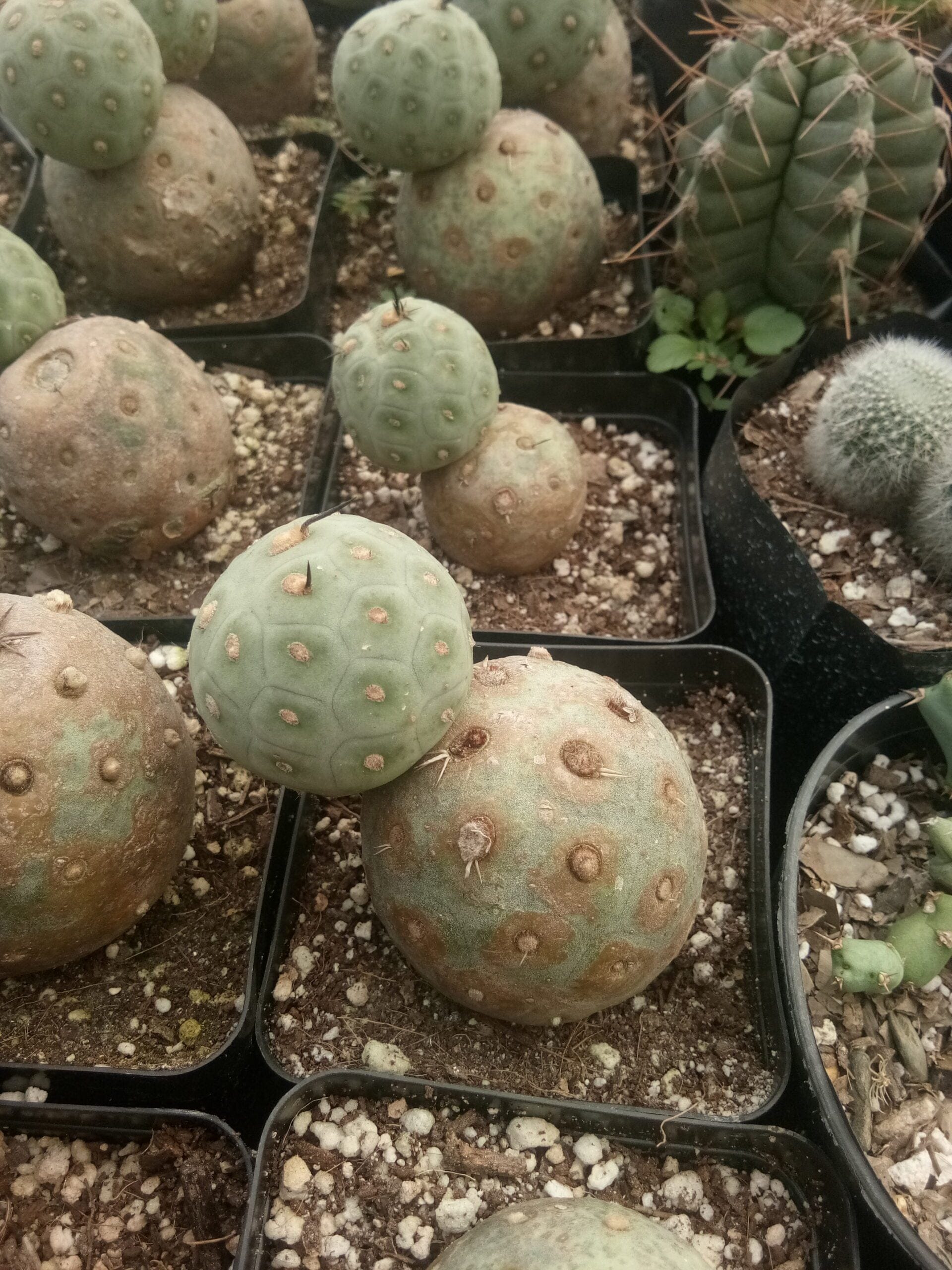 Tephrocactus Geometricus Cactus- Available at Frek – Bare-Rooted