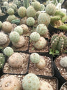 Tephrocactus Geometricus Cactus- Available at Frek – Bare-Rooted