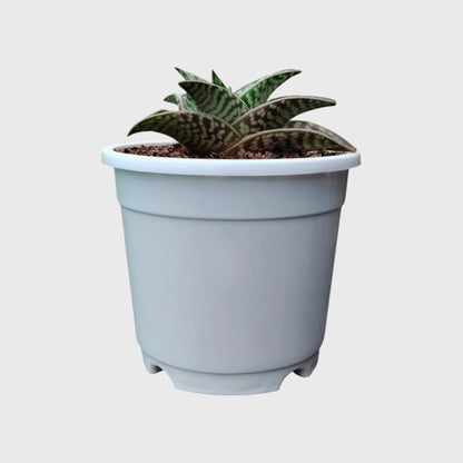 Aloe Tessellata – Geometric Patterned Succulent Indoor Plant