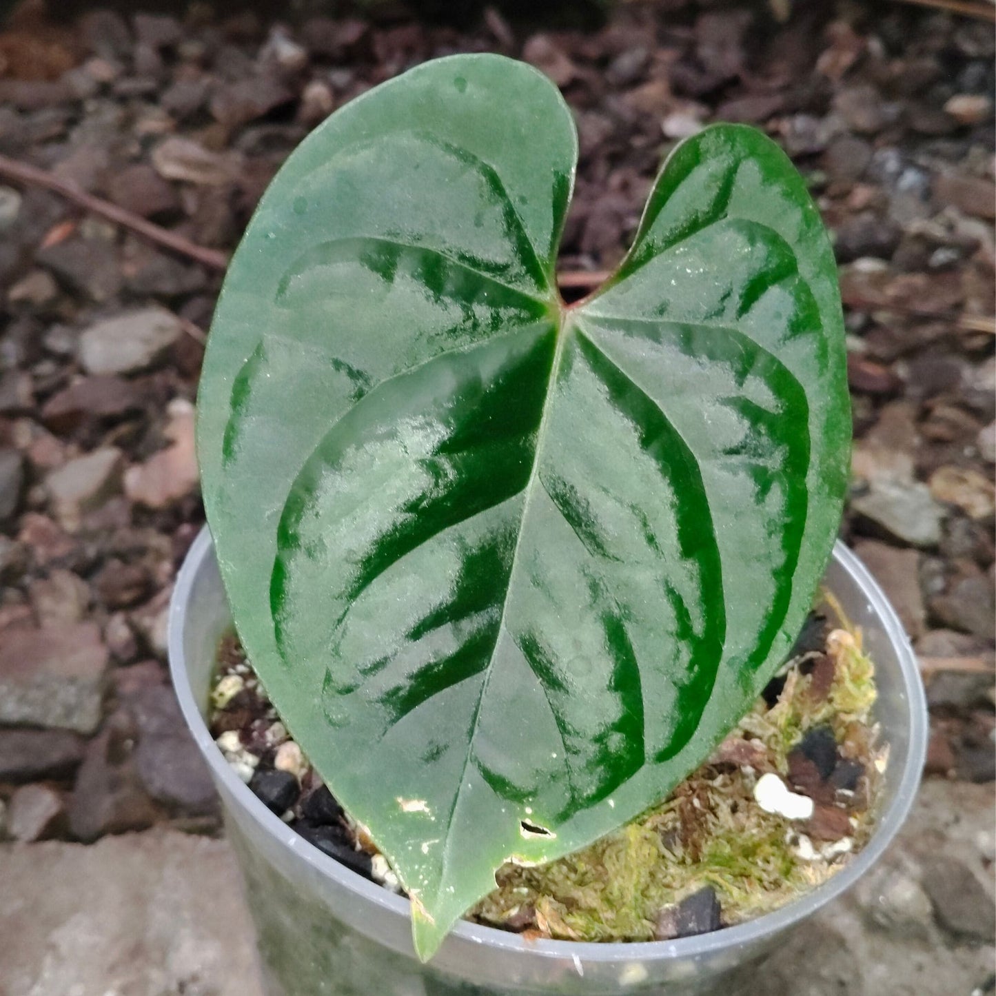 Anthurium Black Velvet × Luxurians – Rare Hybrid Velvet Foliage Plant | Small Size with 2 to 3 Leaves