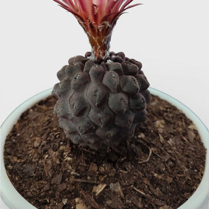 Copiapoa Cactus: Stunning Desert Beauty for Homes, Offices, and Gardens | Rare Cacuts | Bare Rooted