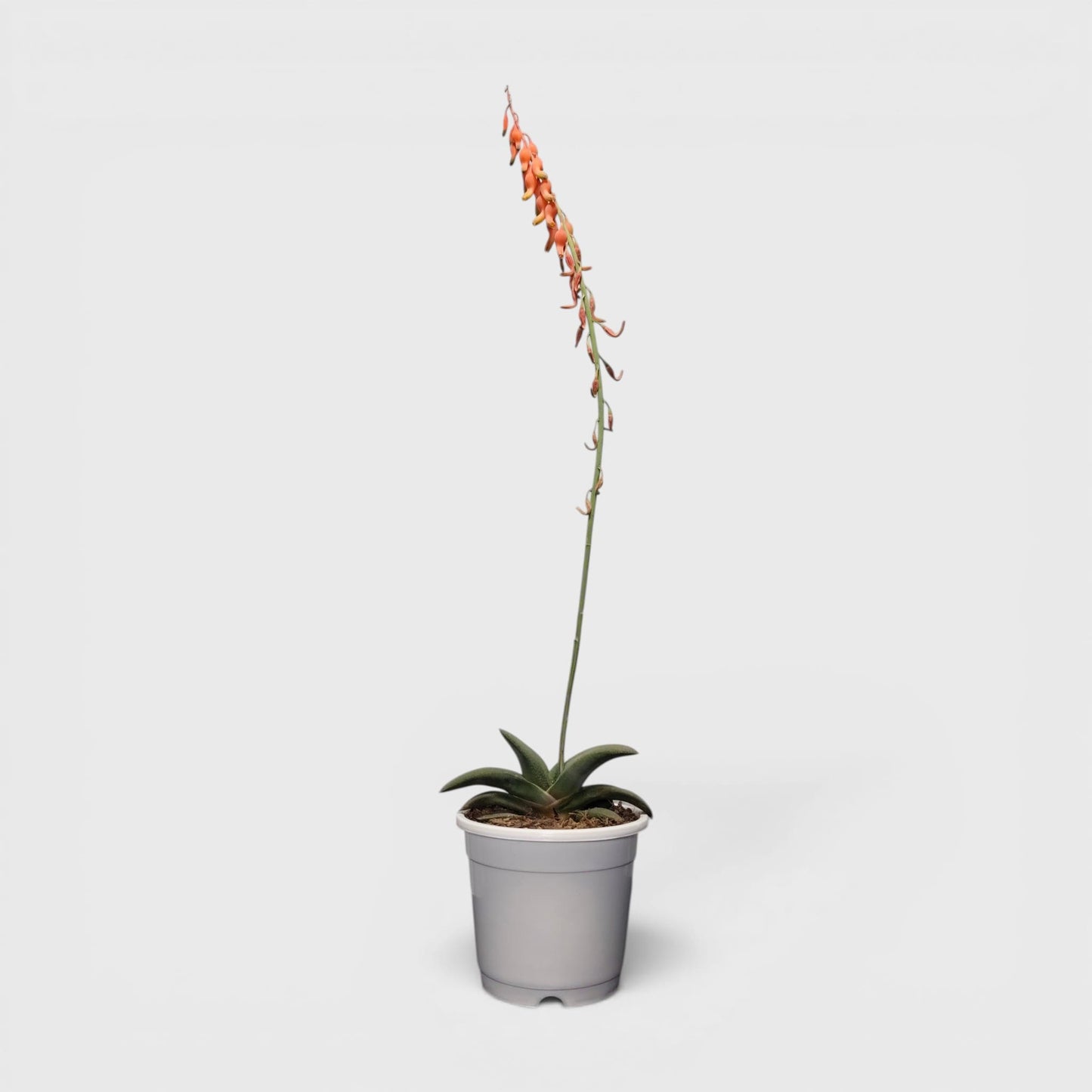 Gasteria Glomerata (Ox Tongue) – Rare Compact Succulent | Low Maintenance Indoor Plant | Bare Rooted
