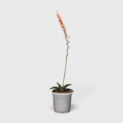 Gasteria Glomerata (Ox Tongue) – Rare Compact Succulent | Low Maintenance Indoor Plant | Bare Rooted
