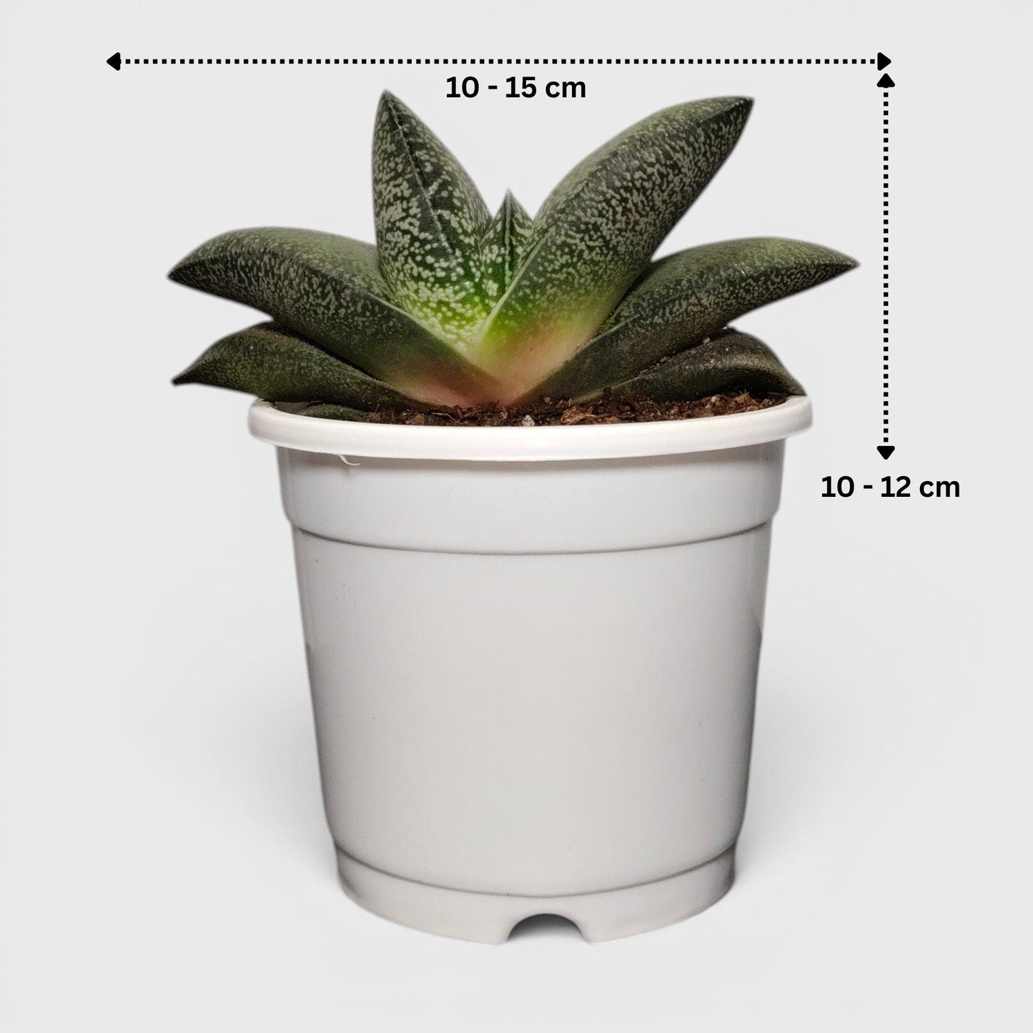 Gasteria Baylissiana – Rare Compact Succulent (Big Size, 10–12 cm) | Bare Rooted