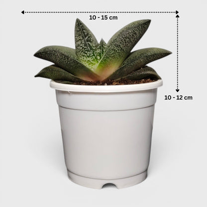 Gasteria Baylissiana – Rare Compact Succulent (Big Size, 10–12 cm) | Bare Rooted