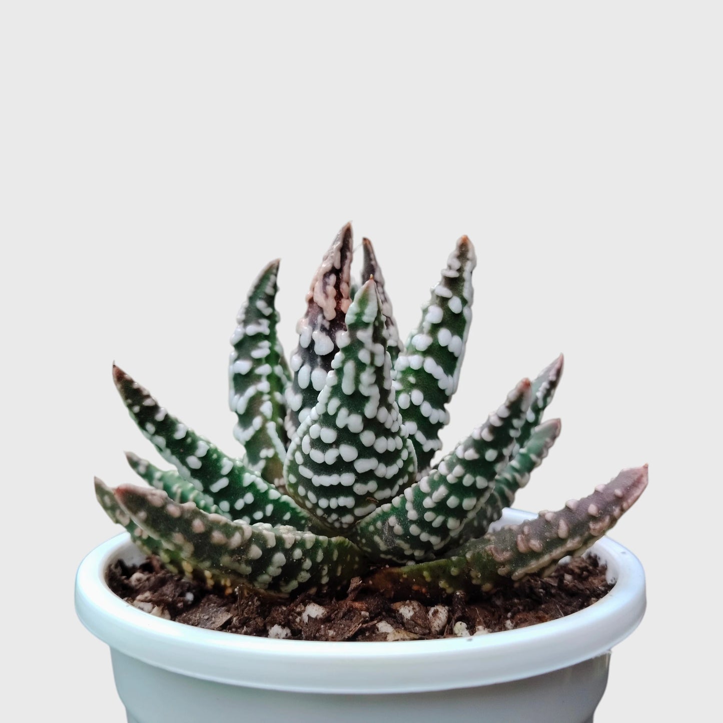 Haworthia Pumila 'Tears of Angel' Dotted – Collector Textured Succulent Indoor Plant | Perfect for Home Decor