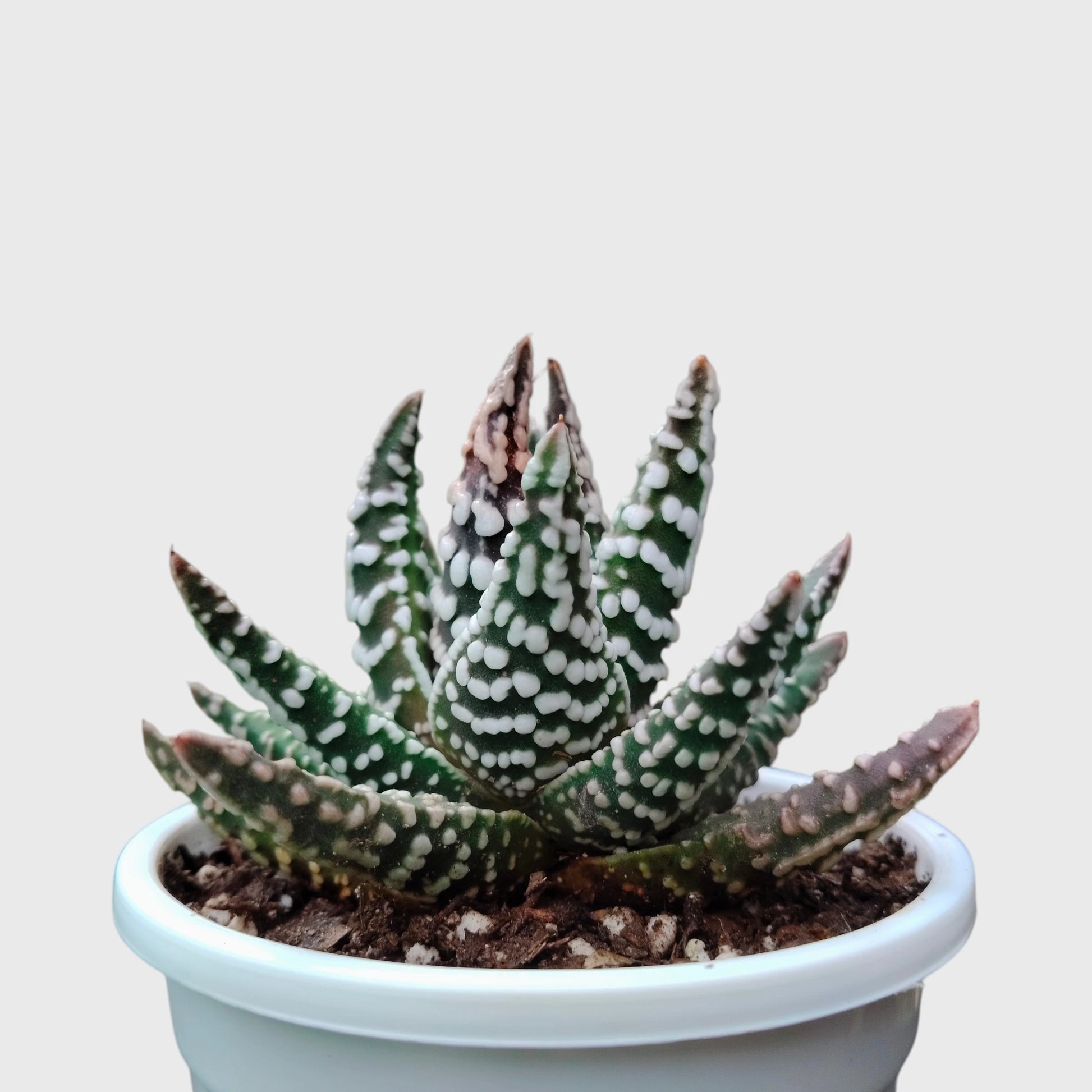 Haworthia Pumila 'Tears of Angel' Dotted – Collector Textured Succulent Indoor Plant | Perfect for Home Decor