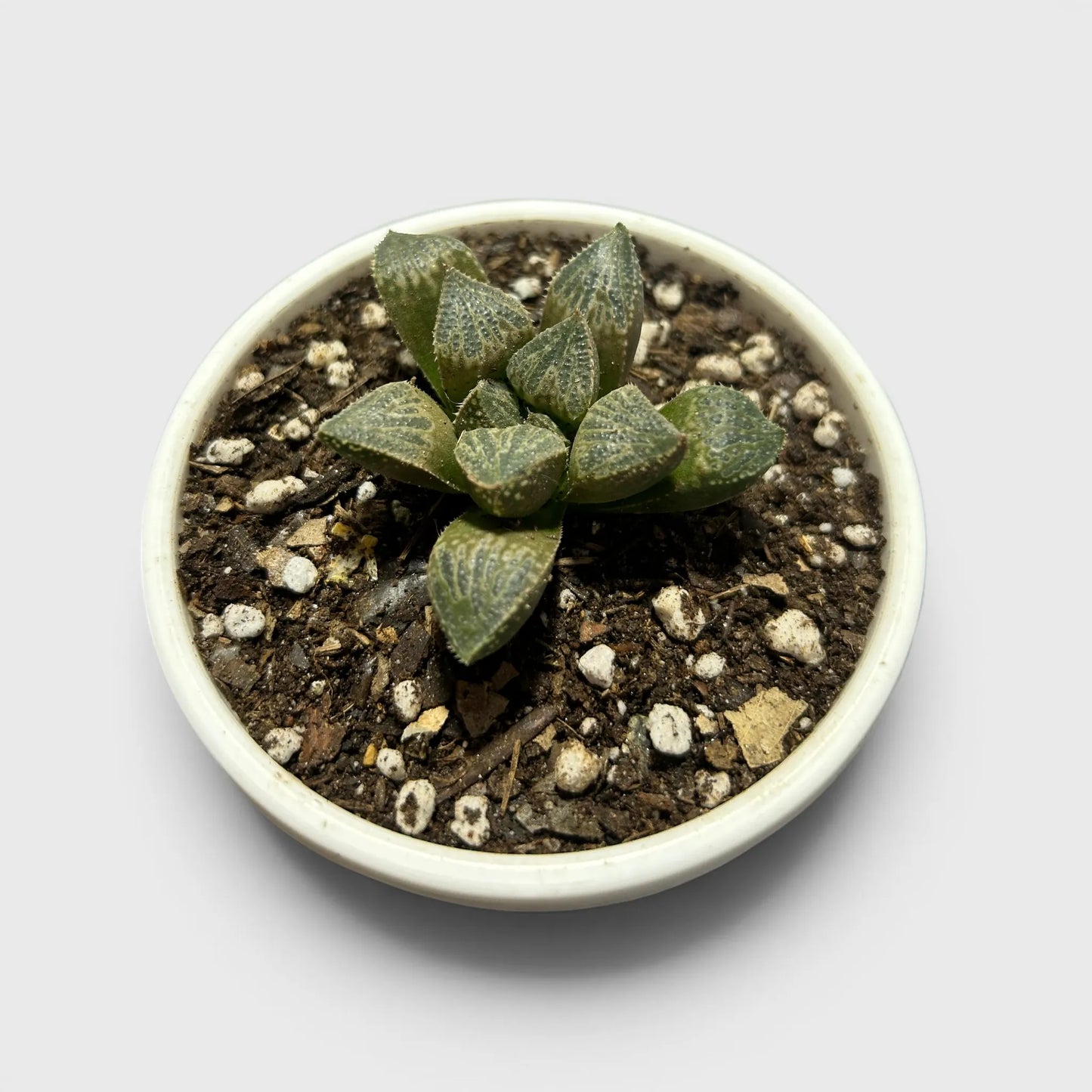 Rare Haworthia Splendens Hybrid SR001 | Seed Grown Collector Succulent | Bare Rooted