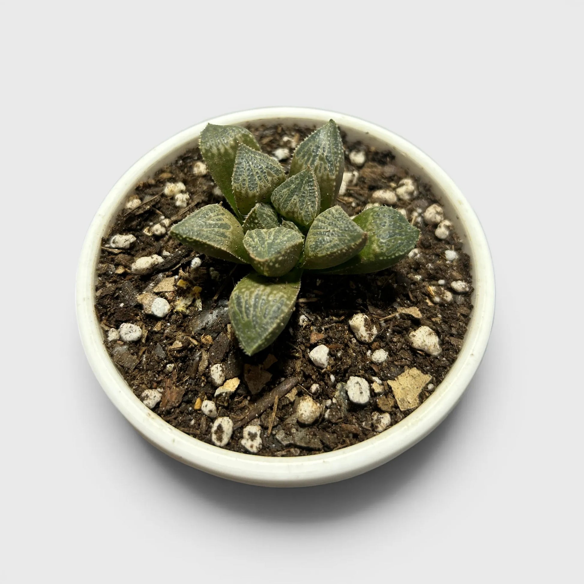 Rare Haworthia Splendens Hybrid SR001 | Seed Grown Collector Succulent | Bare Rooted