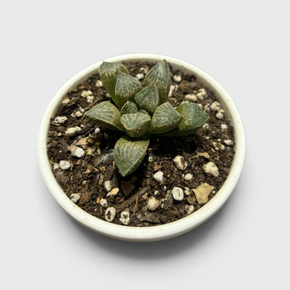 Rare Haworthia Splendens Hybrid SR001 | Seed Grown Collector Succulent | Bare Rooted