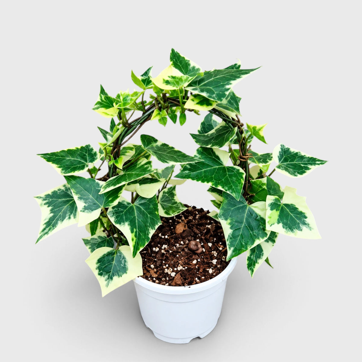 The Ivy Arch – Variegated Wax Ivy | Decorative Plant for Home & Gifting