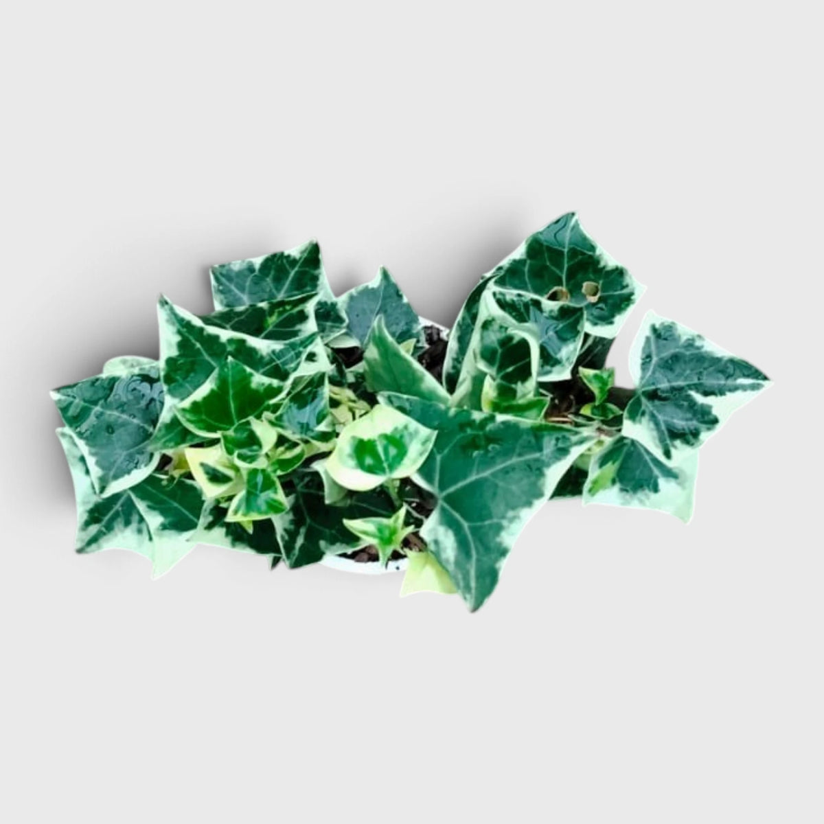 The Ivy Arch – Variegated Wax Ivy | Decorative Plant for Home & Gifting