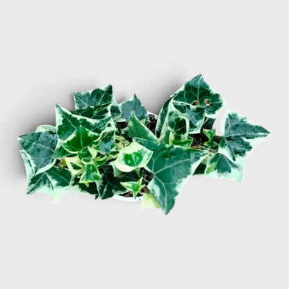 The Ivy Arch – Variegated Wax Ivy | Decorative Plant for Home & Gifting