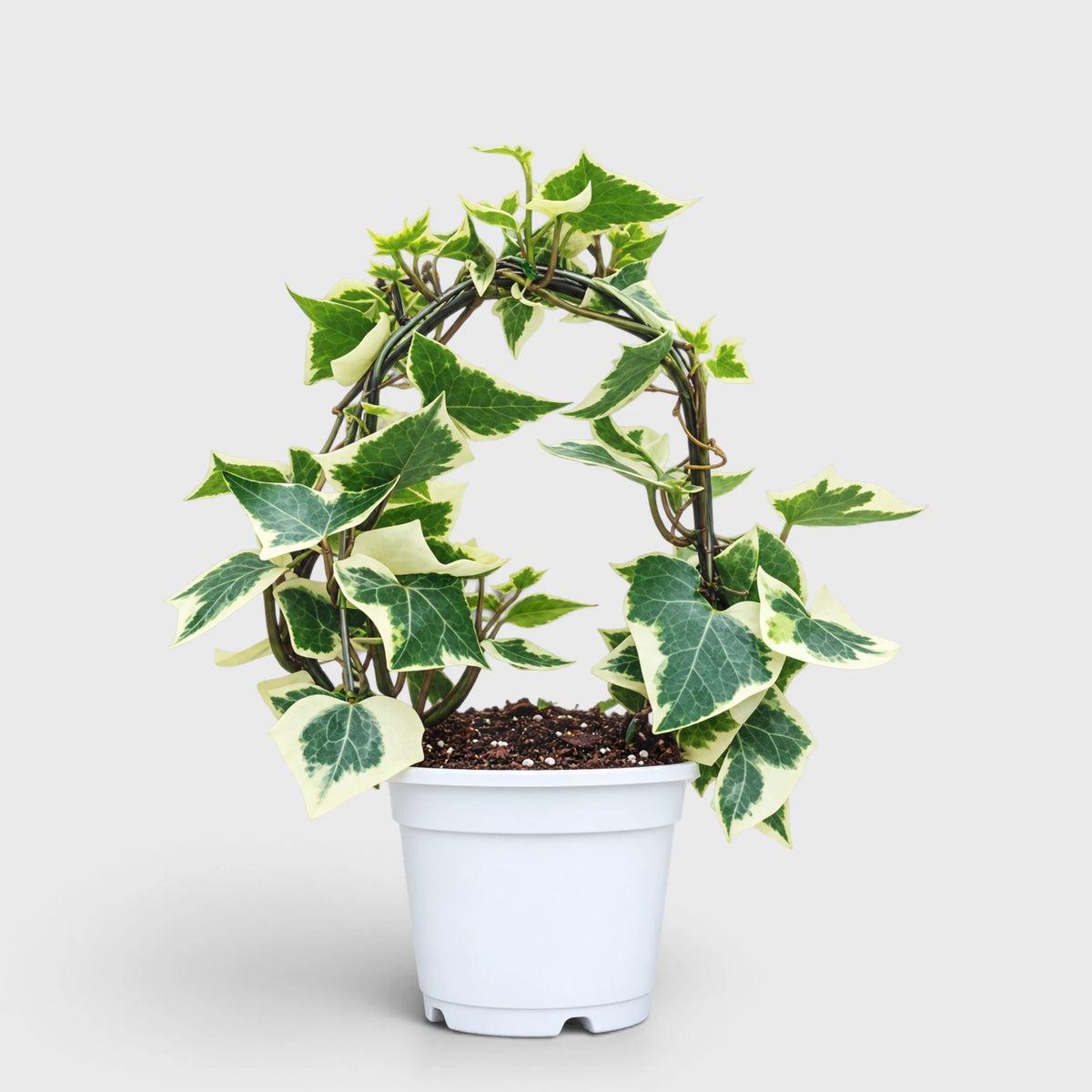 The Ivy Arch – Variegated Wax Ivy | Decorative Plant for Home & Gifting