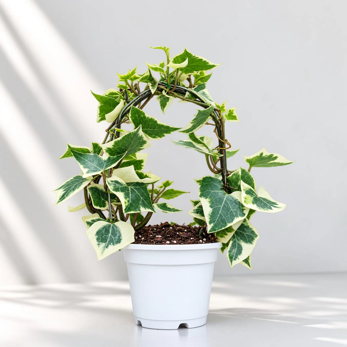 The Ivy Arch – Variegated Wax Ivy | Decorative Plant for Home & Gifting