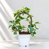 The Ivy Arch – Variegated Wax Ivy | Decorative Plant for Home & Gifting