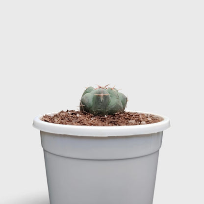 Thelocactus 2+ Year Old Mature Cactus – Medium Size | Premium Collector Plant