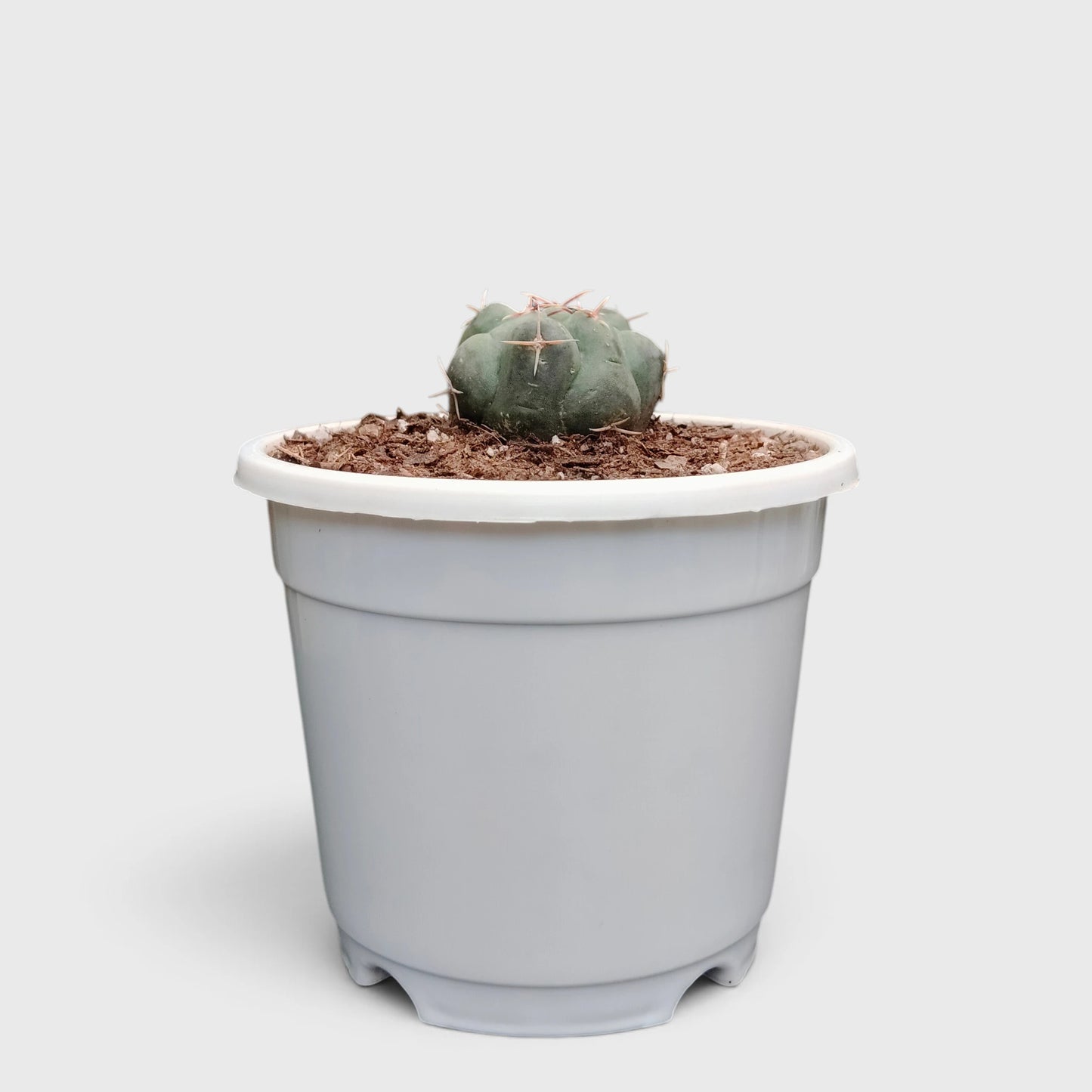 Thelocactus 2+ Year Old Mature Cactus – Medium Size | Premium Collector Plant