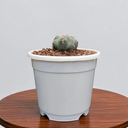 Thelocactus 2+ Year Old Mature Cactus – Medium Size | Premium Collector Plant