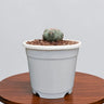 Thelocactus 2+ Year Old Mature Cactus – Medium Size | Premium Collector Plant
