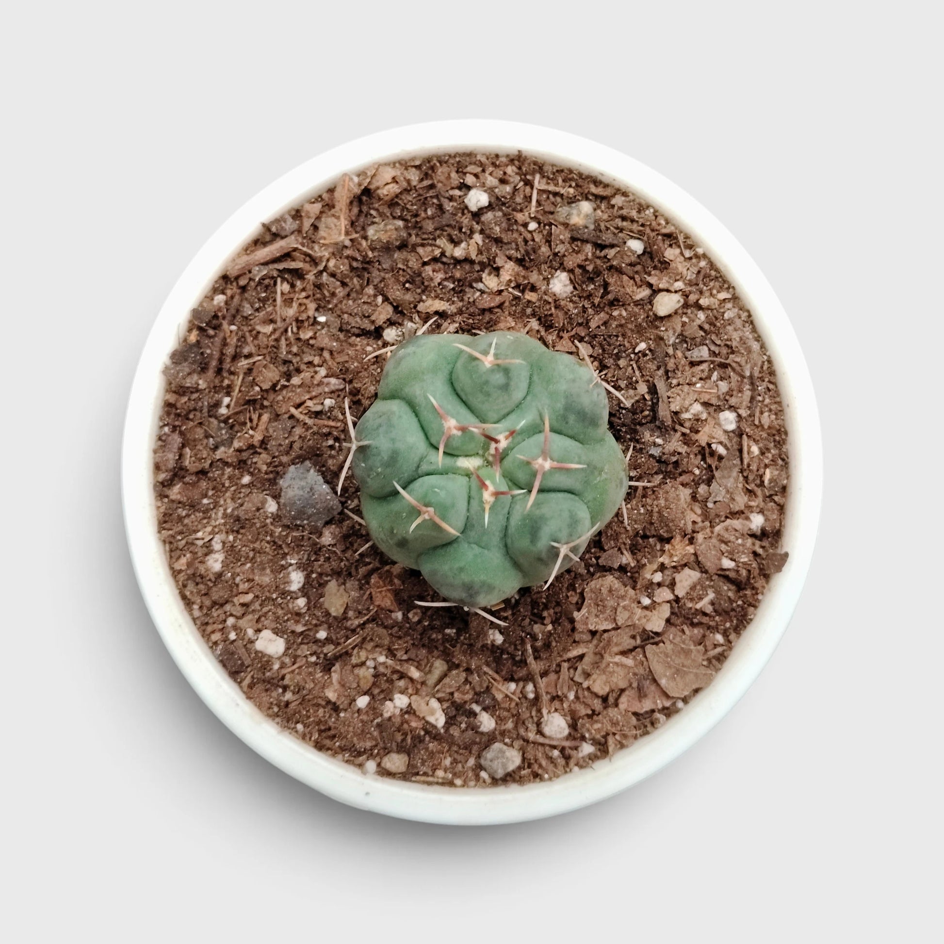 Thelocactus 2+ Year Old Mature Cactus – Medium Size | Premium Collector Plant