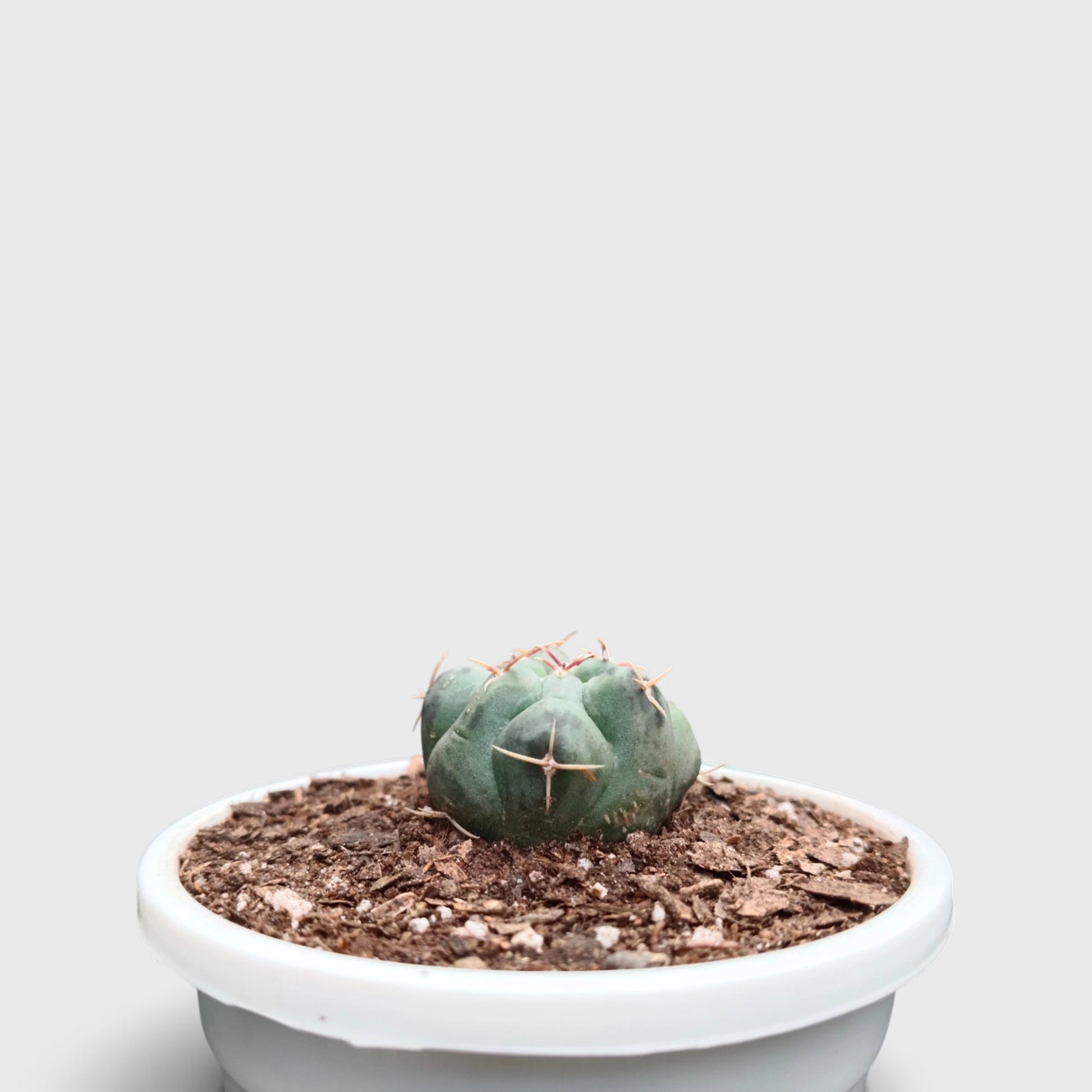 Thelocactus 2+ Year Old Mature Cactus – Medium Size | Premium Collector Plant