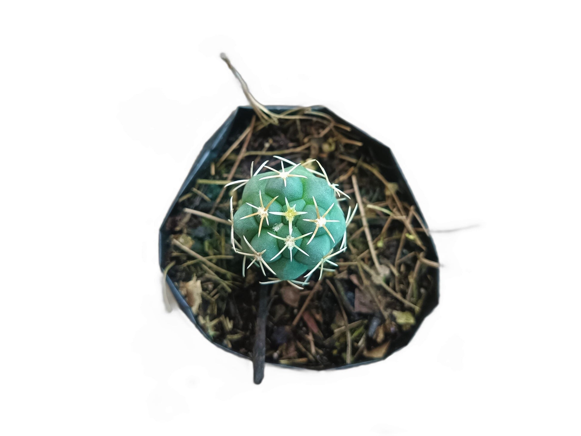 Thelocactus Hexaedrophorus (1 Year Old Seeding): A Prickly Masterpiece of Nature - My Store
