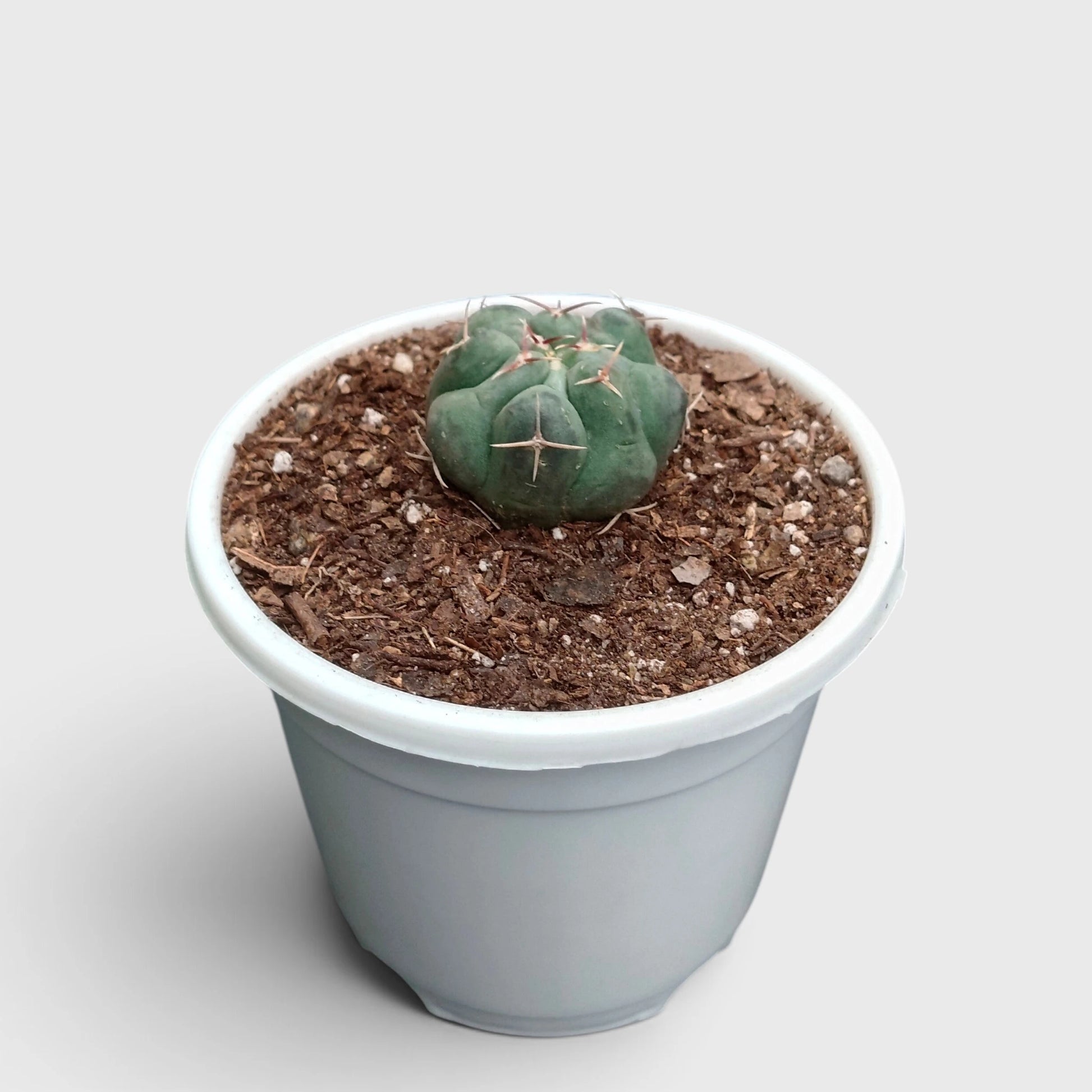 Thelocactus 2+ Year Old Mature Cactus – Medium Size | Premium Collector Plant
