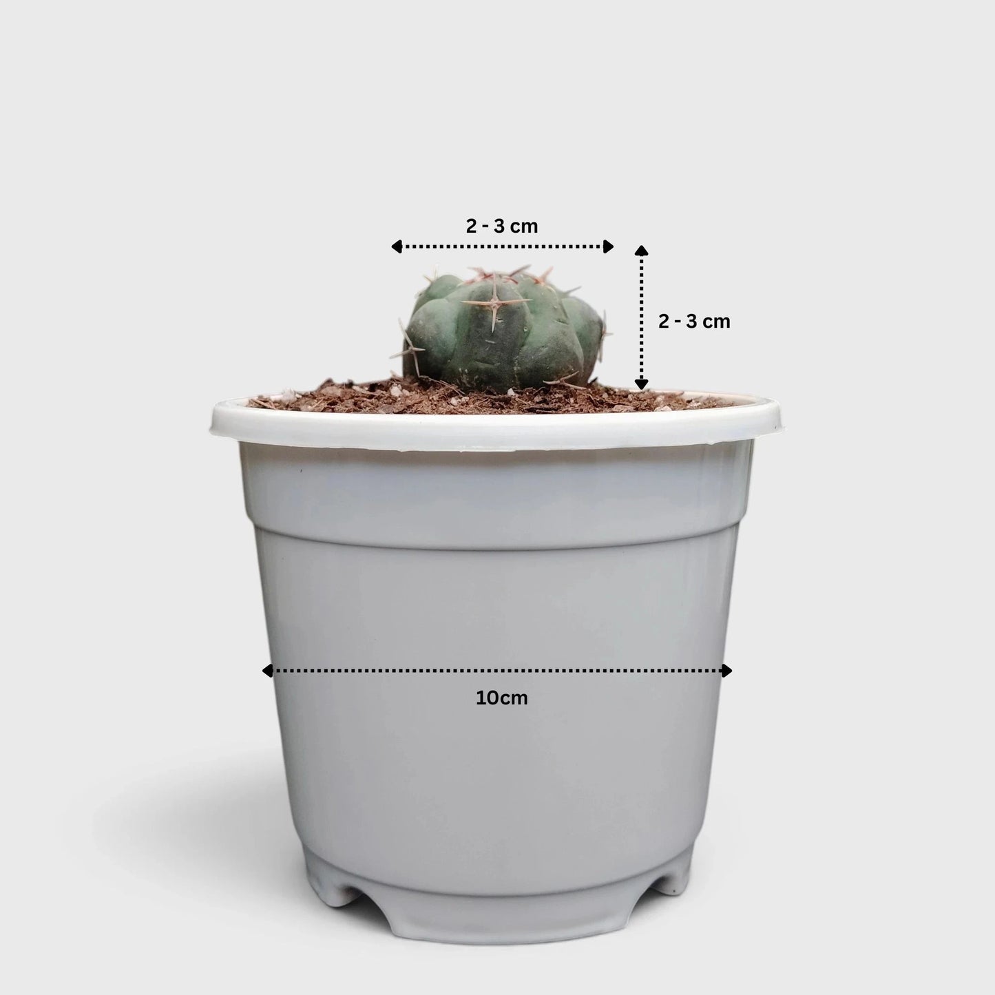Thelocactus 2+ Year Old Mature Cactus – Medium Size | Premium Collector Plant