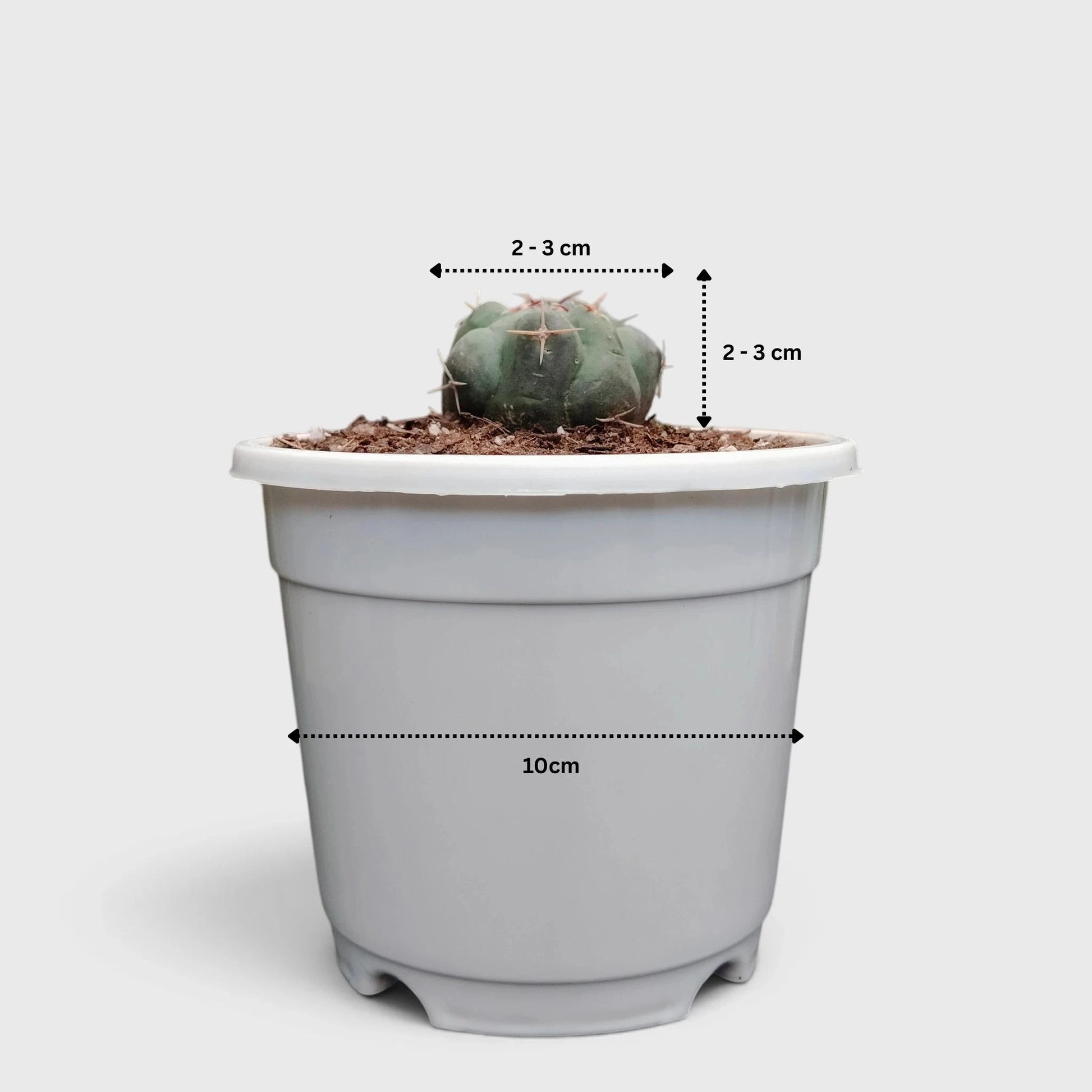 Thelocactus 2+ Year Old Mature Cactus – Medium Size | Premium Collector Plant
