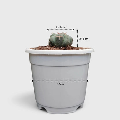 Thelocactus 2+ Year Old Mature Cactus – Medium Size | Premium Collector Plant