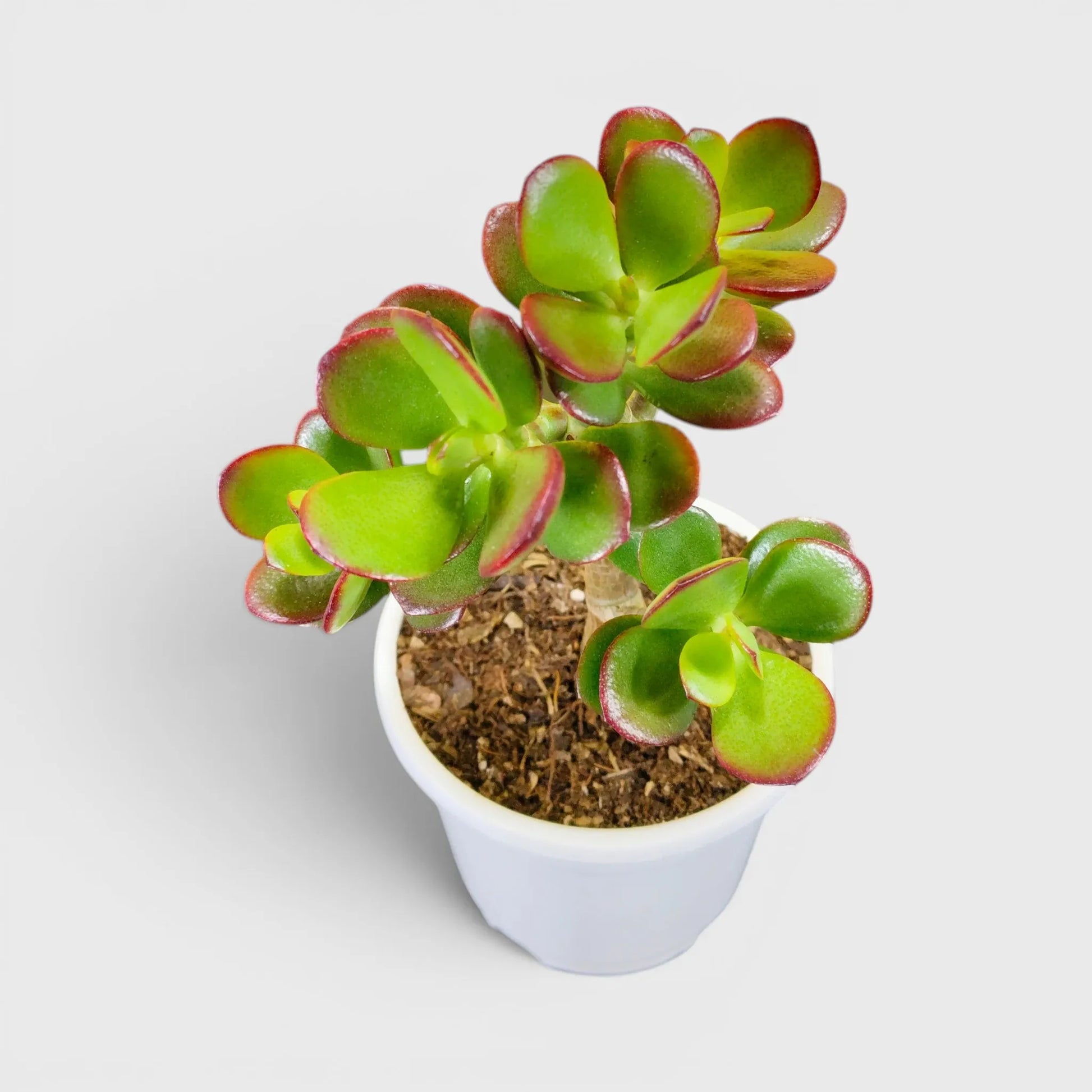 Green Golden Crassula Ovata – Big Size Bushy 5 to 6 Branched Money Jade Plant for Home & Office | Bare Rooted