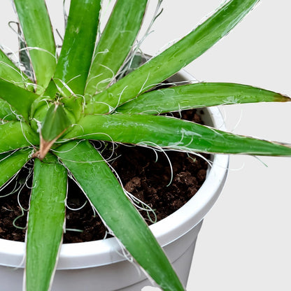Thread Agave (Agave filifera) | Rare Big Well Rooted Mature Architectural Succulent