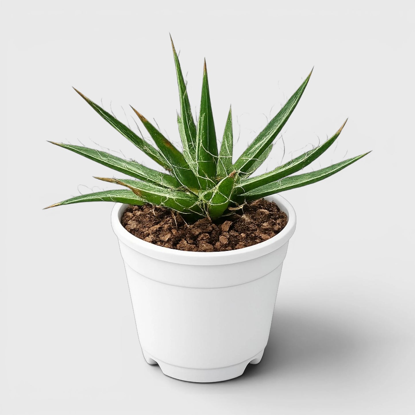 Thread Agave (Agave filifera) | Rare Big Well Rooted Mature Architectural Succulent