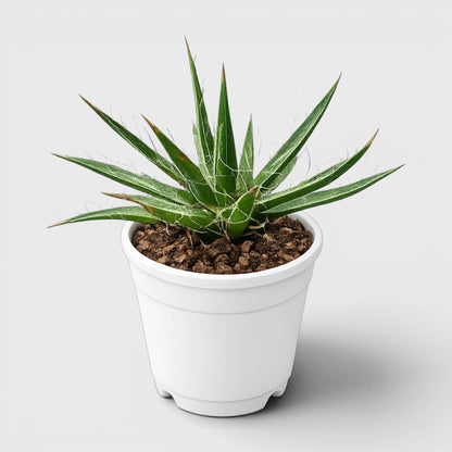 Thread Agave (Agave filifera) | Rare Big Well Rooted Mature Architectural Succulent