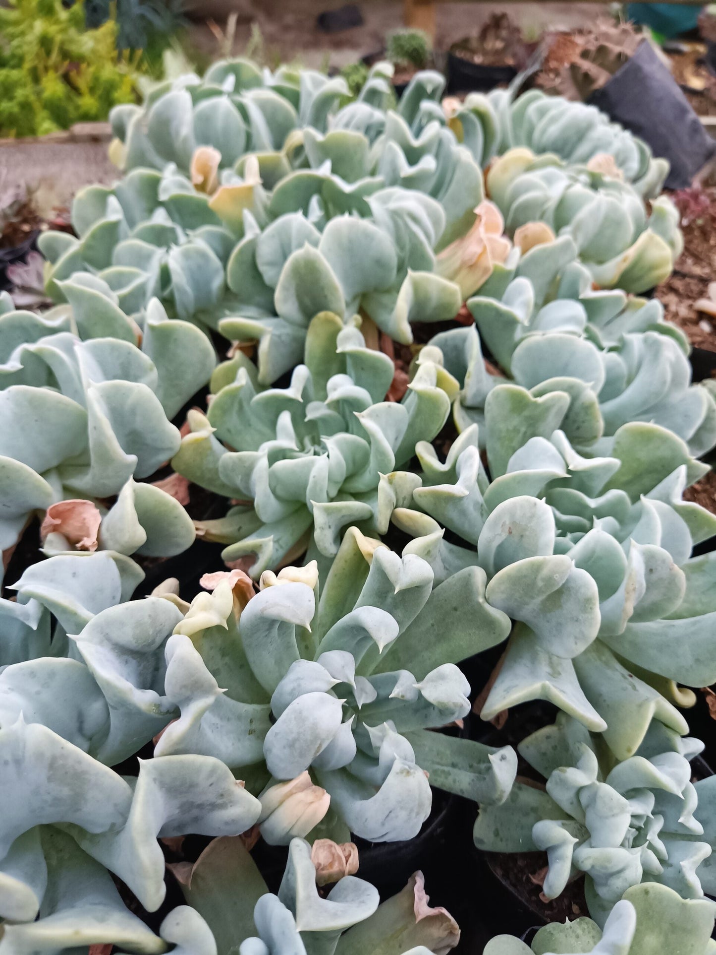 Topsy Turvy Echeveria Succulent – Buy at Lowest Price Online - Unbeatable Savings! - My Store