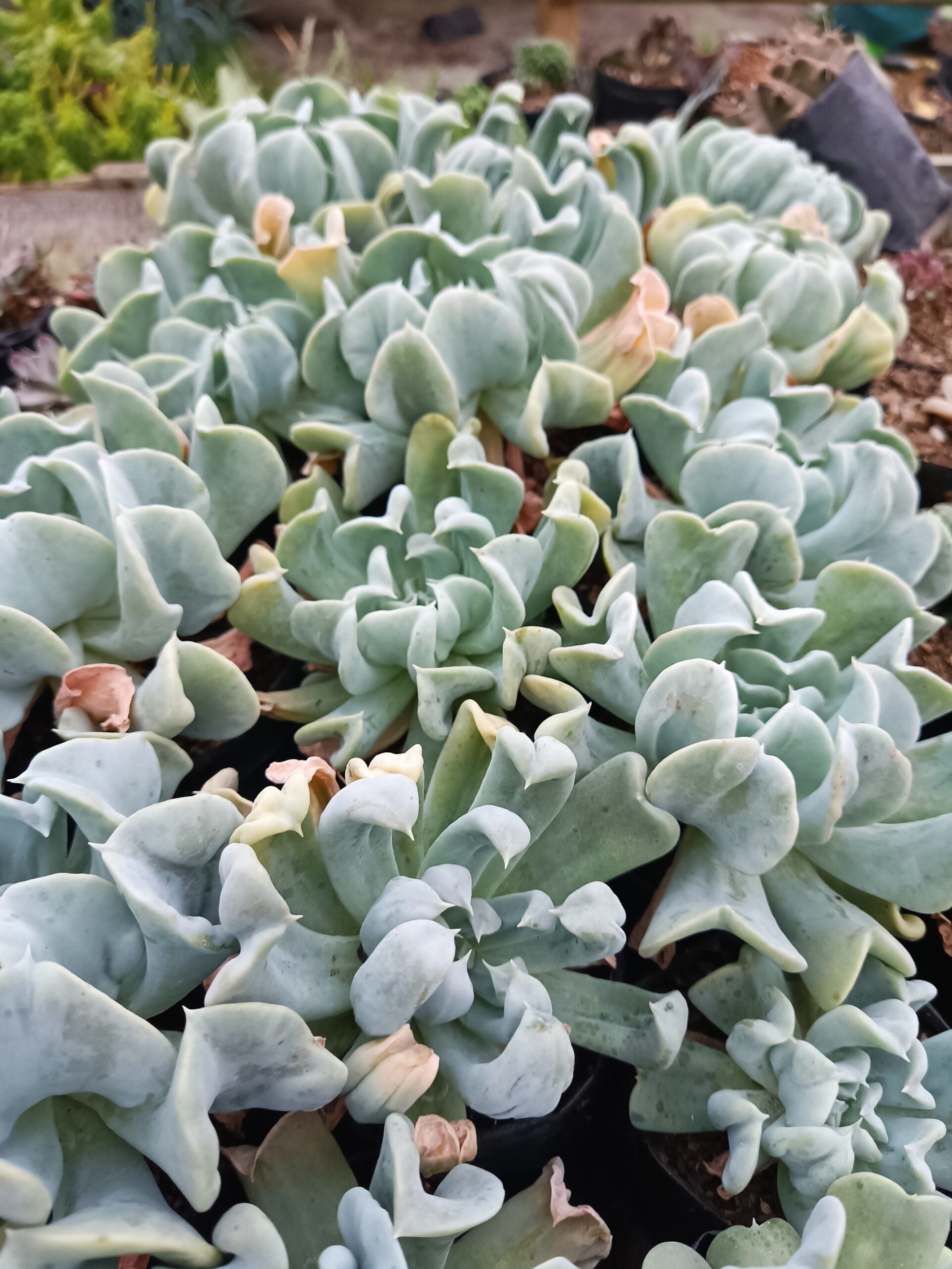 Topsy Turvy Echeveria Succulent – Buy at Lowest Price Online - Unbeatable Savings! - My Store