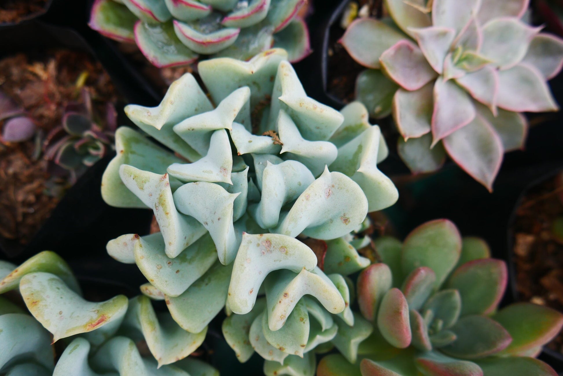 Topsy Turvy Echeveria Succulent – Buy at Lowest Price Online - Unbeatable Savings! - My Store