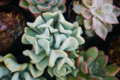 Topsy Turvy Echeveria Succulent – Buy at Lowest Price Online - Unbeatable Savings! - My Store