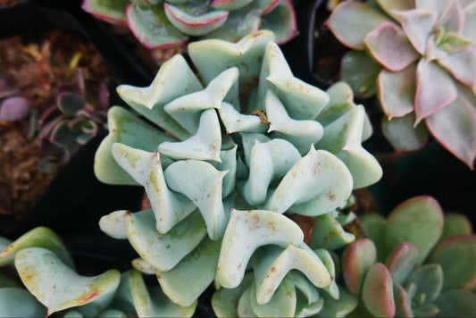 Topsy Turvy Echeveria Succulent – Buy at Lowest Price Online - Unbeatable Savings! - My Store